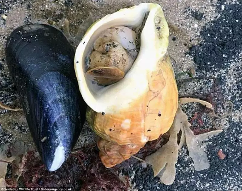大風雪過後英國海灘上堆滿了各種「龍蝦螃蟹高級魚」,之後英國人的舉動,讓中國人全都「驚嚇到不敢相信」