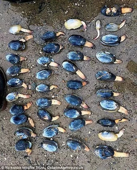大風雪過後英國海灘上堆滿了各種「龍蝦螃蟹高級魚」,之後英國人的舉動,讓中國人全都「驚嚇到不敢相信」