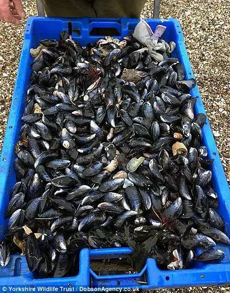 大風雪過後英國海灘上堆滿了各種「龍蝦螃蟹高級魚」,之後英國人的舉動,讓中國人全都「驚嚇到不敢相信」