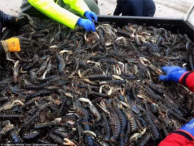 大風雪過後英國海灘上堆滿了各種「龍蝦螃蟹高級魚」,之後英國人的舉動,讓中國人全都「驚嚇到不敢相信」