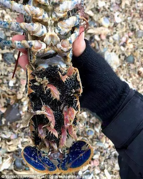 大風雪過後英國海灘上堆滿了各種「龍蝦螃蟹高級魚」,之後英國人的舉動,讓中國人全都「驚嚇到不敢相信」