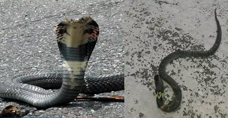 離家僅十尺!東勢清雜草驚見「2百條毒蛇」亂竄上岸…鄰近住家怒罵:放生團體太過分