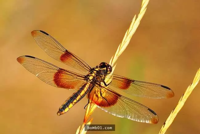 27種讓人大感意外的生物平均壽命,世界上竟然真的有永遠不會死去的生物!