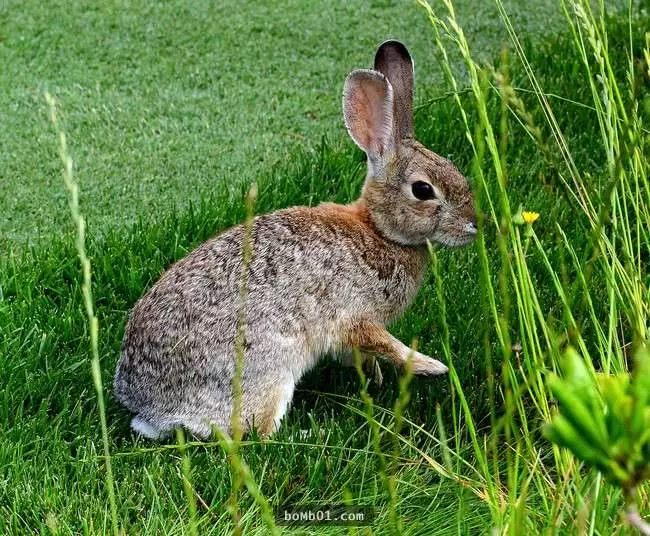 27種讓人大感意外的生物平均壽命,世界上竟然真的有永遠不會死去的生物!