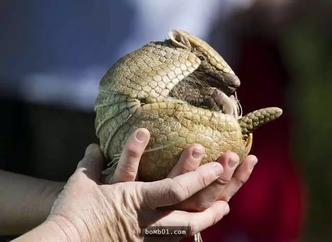 27種讓人大感意外的生物平均壽命,世界上竟然真的有永遠不會死去的生物!