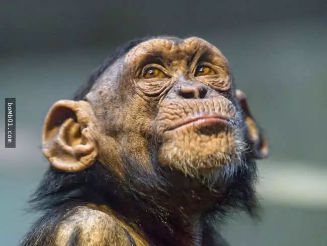 27種讓人大感意外的生物平均壽命,世界上竟然真的有永遠不會死去的生物!