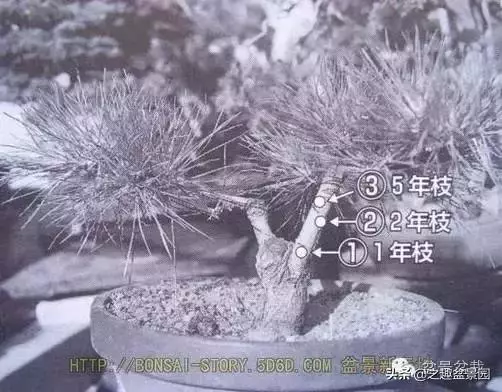黑松老枝接穗嫁接保活要領