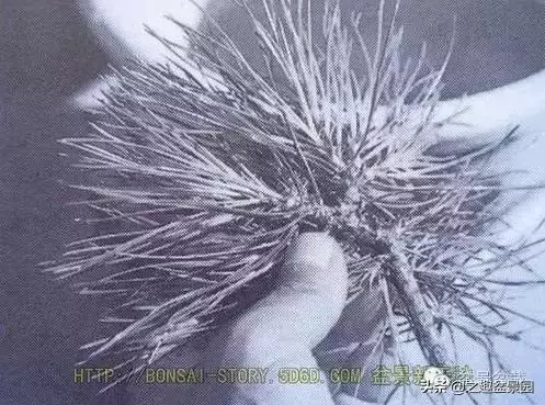 黑松老枝接穗嫁接保活要領
