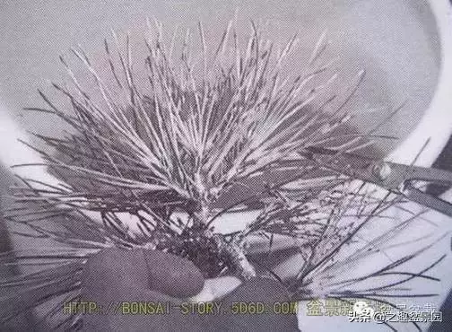 黑松老枝接穗嫁接保活要領