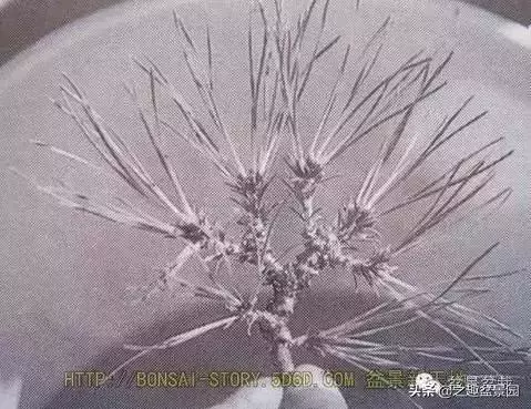 黑松老枝接穗嫁接保活要領