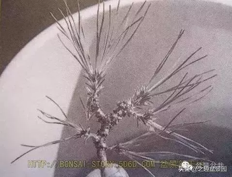 黑松老枝接穗嫁接保活要領