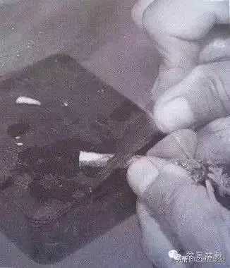 黑松老枝接穗嫁接保活要領