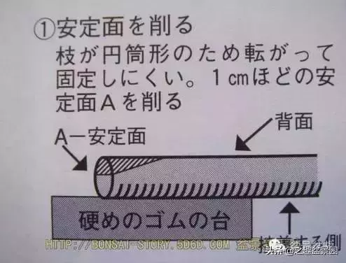 黑松老枝接穗嫁接保活要領