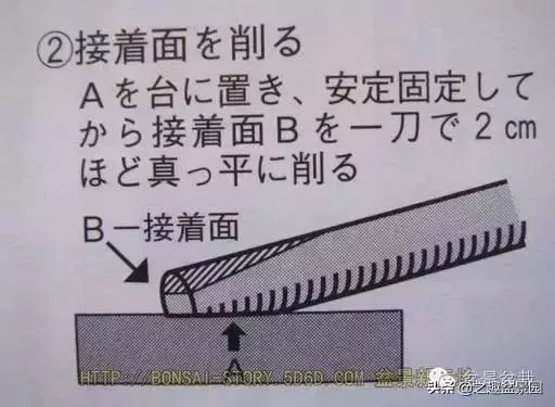 黑松老枝接穗嫁接保活要領