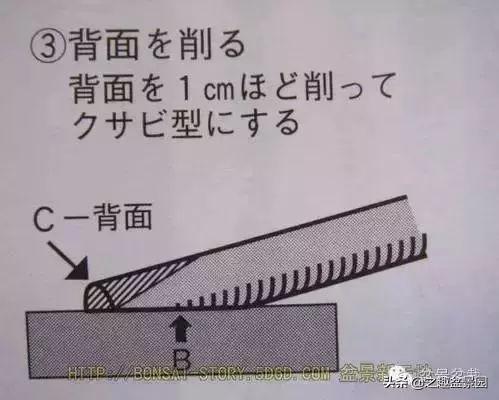 黑松老枝接穗嫁接保活要領