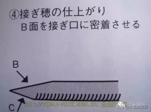黑松老枝接穗嫁接保活要領