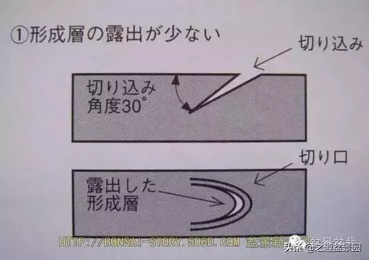 黑松老枝接穗嫁接保活要領