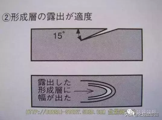 黑松老枝接穗嫁接保活要領