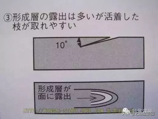 黑松老枝接穗嫁接保活要領
