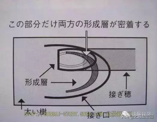 黑松老枝接穗嫁接保活要領