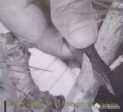 黑松老枝接穗嫁接保活要領