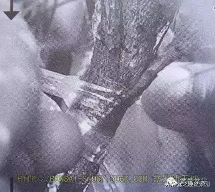 黑松老枝接穗嫁接保活要領