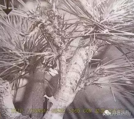 黑松老枝接穗嫁接保活要領
