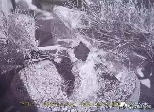 黑松老枝接穗嫁接保活要領