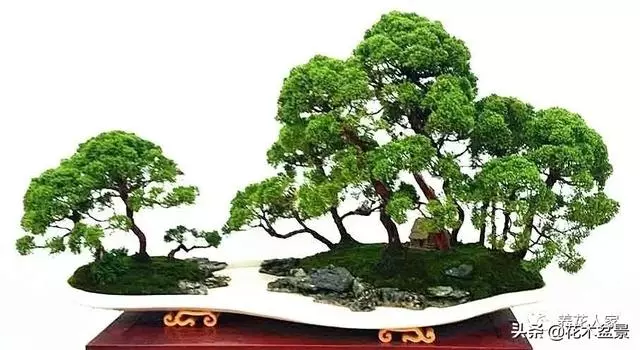 學會這招——山水盆景的製作,你就是大師了