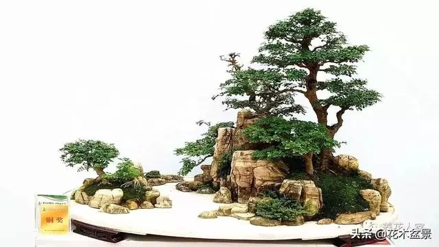 學會這招——山水盆景的製作,你就是大師了