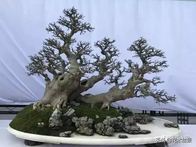 學會這招——山水盆景的製作,你就是大師了