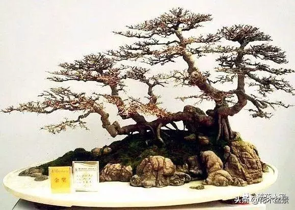 學會這招——山水盆景的製作,你就是大師了
