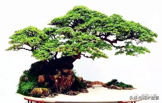 學會這招——山水盆景的製作,你就是大師了