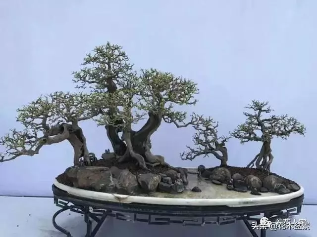 學會這招——山水盆景的製作,你就是大師了