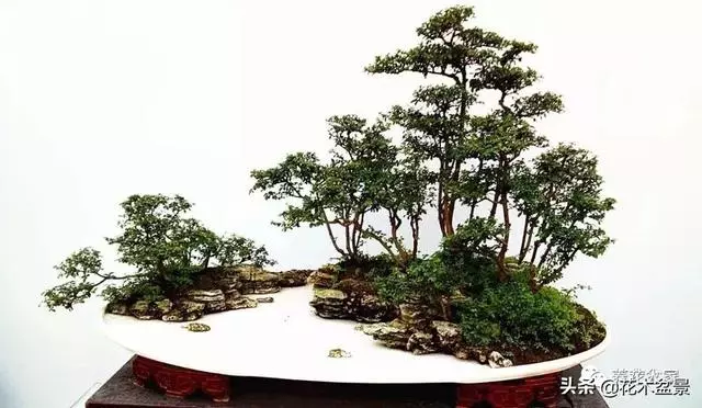 學會這招——山水盆景的製作,你就是大師了