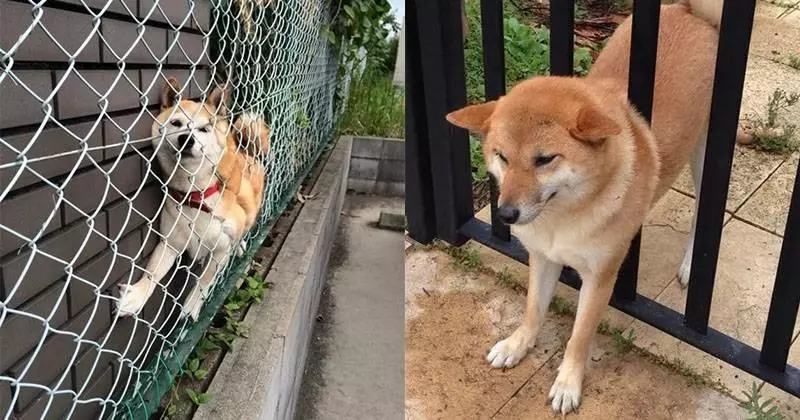 11張照片證明柴犬是「最容易害自己走投無路」的超萌奇耙生物!