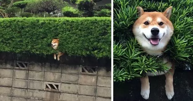 11張照片證明柴犬是「最容易害自己走投無路」的超萌奇耙生物!