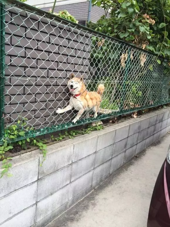 11張照片證明柴犬是「最容易害自己走投無路」的超萌奇耙生物!