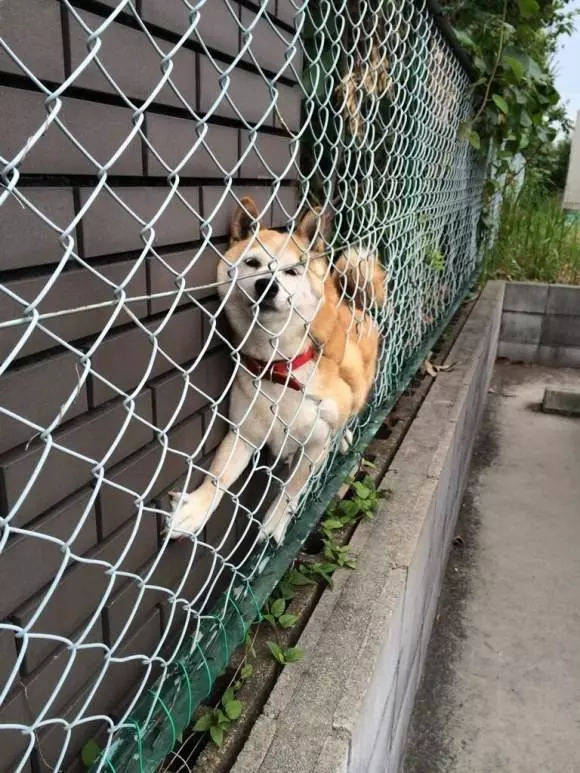 11張照片證明柴犬是「最容易害自己走投無路」的超萌奇耙生物!