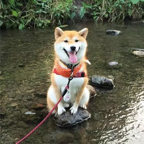 11張照片證明柴犬是「最容易害自己走投無路」的超萌奇耙生物!