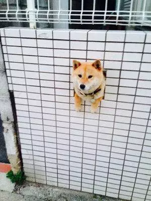 11張照片證明柴犬是「最容易害自己走投無路」的超萌奇耙生物!