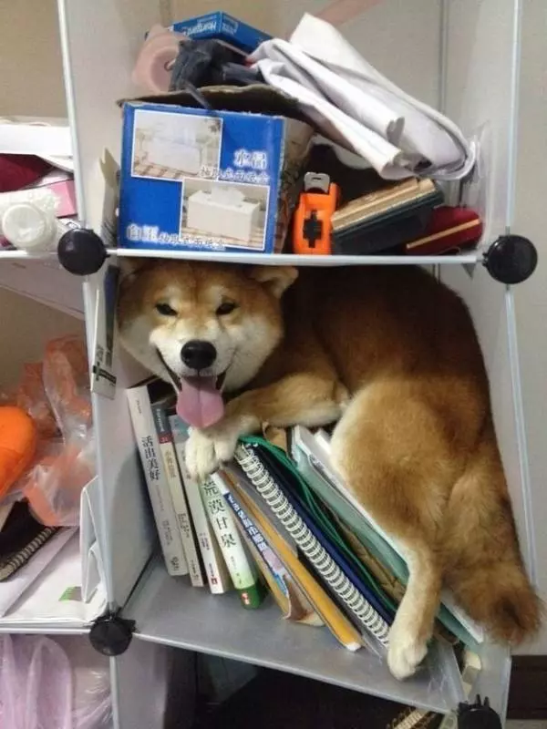 11張照片證明柴犬是「最容易害自己走投無路」的超萌奇耙生物!