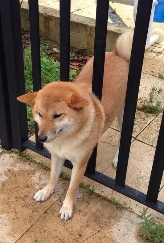 11張照片證明柴犬是「最容易害自己走投無路」的超萌奇耙生物!