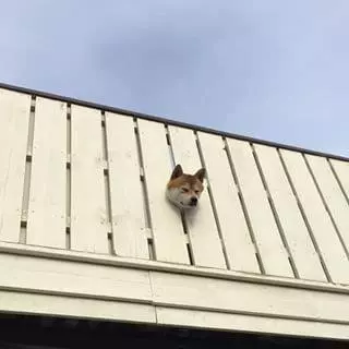 11張照片證明柴犬是「最容易害自己走投無路」的超萌奇耙生物!