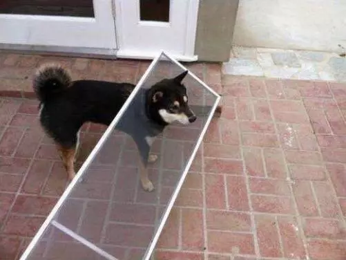 11張照片證明柴犬是「最容易害自己走投無路」的超萌奇耙生物!