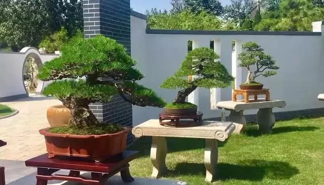 玩盆景,這幾種樹至少要玩上一盆