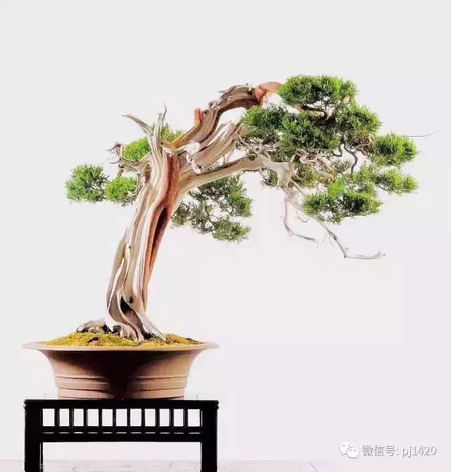 玩盆景,這幾種樹至少要玩上一盆