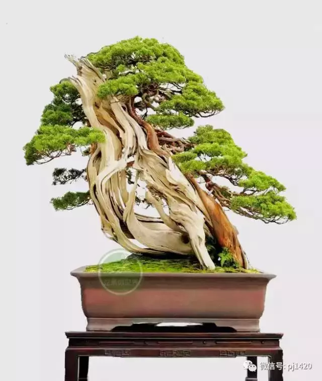 玩盆景,這幾種樹至少要玩上一盆
