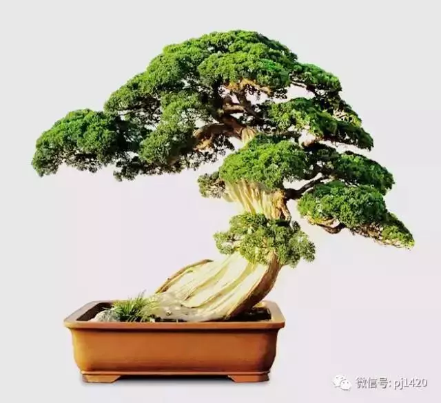 玩盆景,這幾種樹至少要玩上一盆