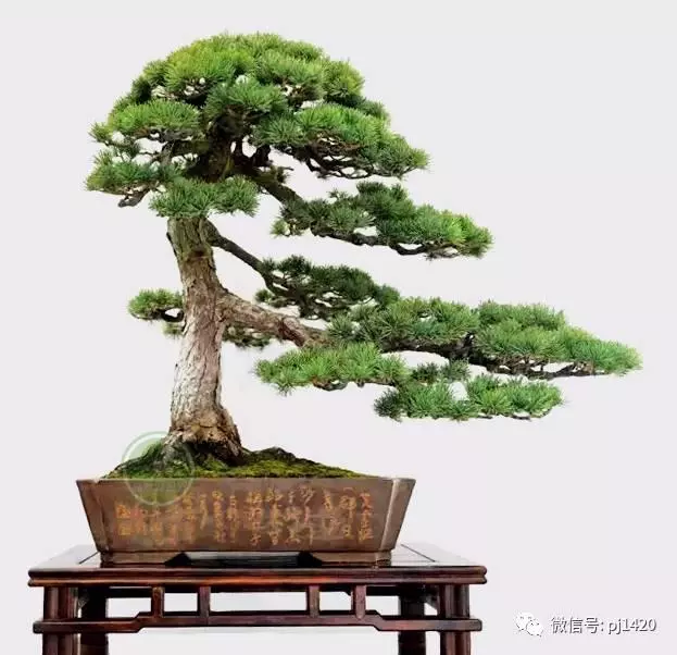 玩盆景,這幾種樹至少要玩上一盆